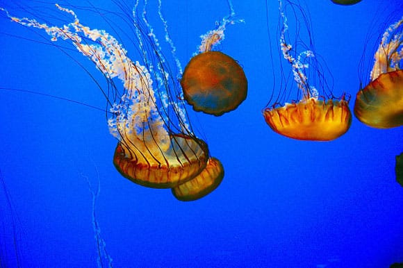 Jellyfish in the Monterey Bay Aquarium