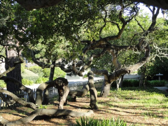In Carmel, every tree is sacred