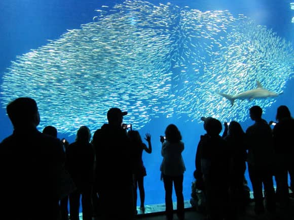 A whole school of Fish at the Bay Aquarium
