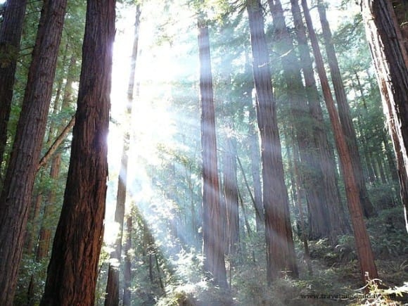 Sunshine through the mighty Redwood
