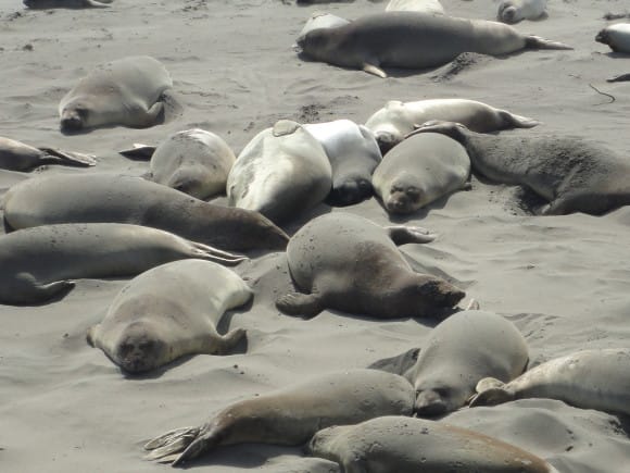 The Elephant Seals at Piedras Blanca, Cambria California